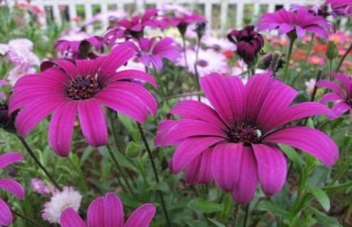 南非万寿菊图片 非洲万寿菊图片大全