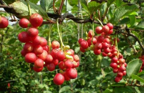 五味子图片 五味子图片大全高清图片大全