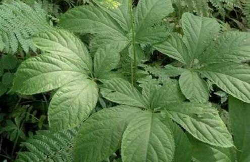 西洋参图片(西洋参图片作用与功效)