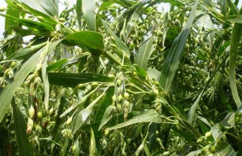 薏苡图片(薏苡图片薏苡草本野菜植物图片)