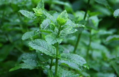 薄荷的种类及图片（有几种薄荷图片大全）