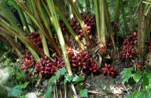 草果图片 草果图片 植物图片