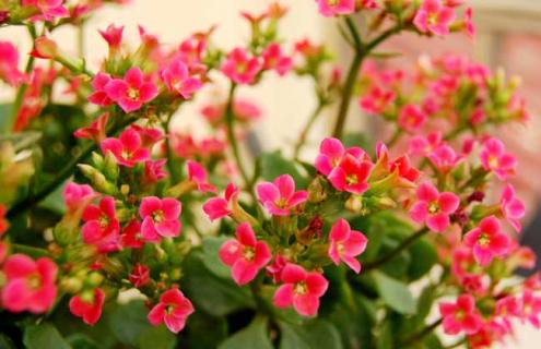 长寿花的品种图片 长寿花图长寿花品种大全及图片