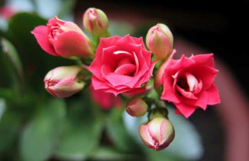 长寿花图片（长寿花图片盆景）