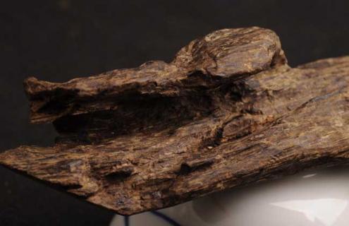 沉香木图片（沉香树图片大全）