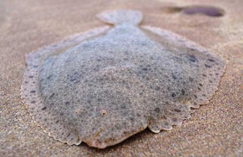 多宝鱼图片 多宝鱼图片大全大图