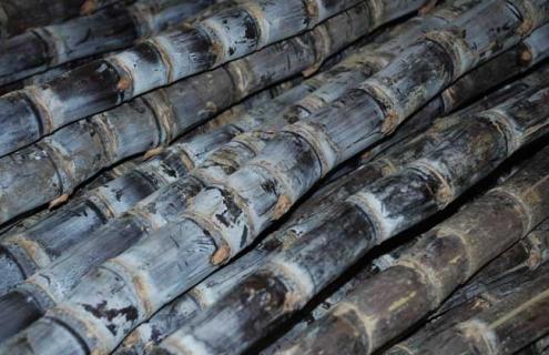 甘蔗图片 甘蔗图片卡通