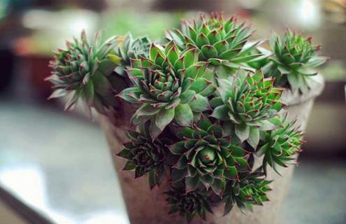 观音莲种类图片大全 观音莲的形状介绍