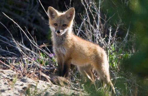 狐狸吃什么食物（家养狐狸吃什么食物）