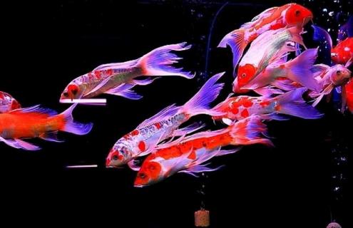 龙凤锦鲤图片 白金龙凤锦鲤图片