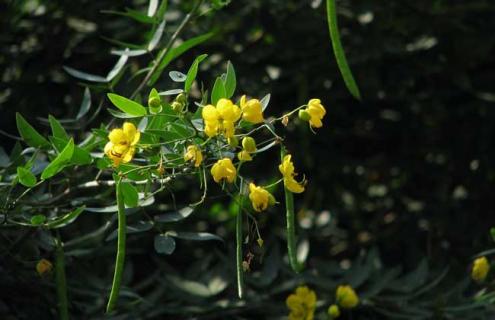 决明子图片 决明子图片植物图片