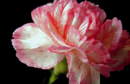 康乃馨图片 康乃馨图片大全大图 简单漂亮