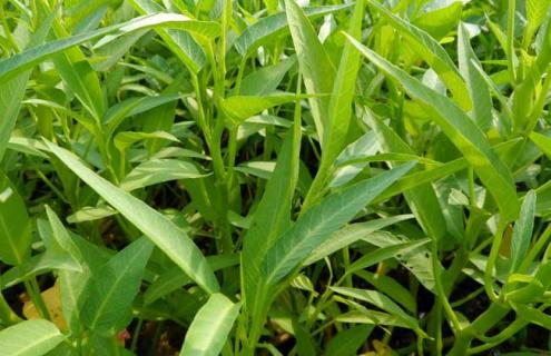 空心菜图片 空心菜图片真实