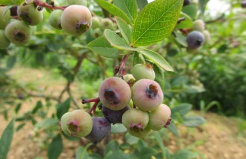 蓝莓图片 蓝莓图片树