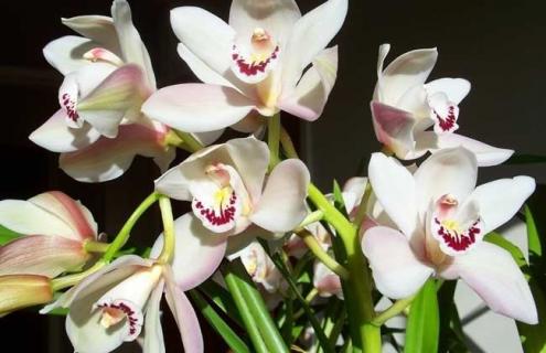 兰花图片（兰花图片及品种）