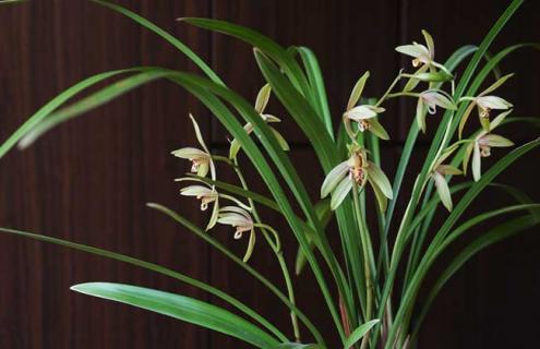 建兰图片 素心建兰图片