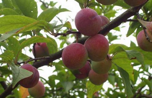 李子树图片（李子树开花图片）