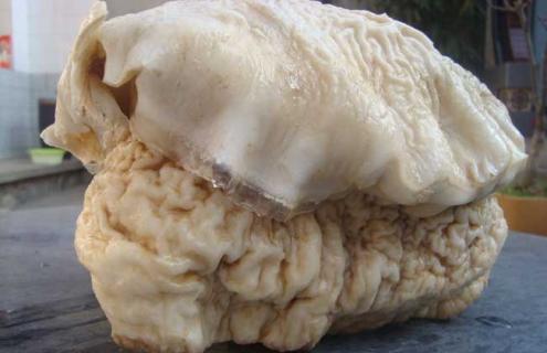 肉灵芝图片(肉灵芝图片有什么功效)