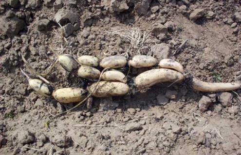 莲藕图片（莲藕图片大全高清图片）