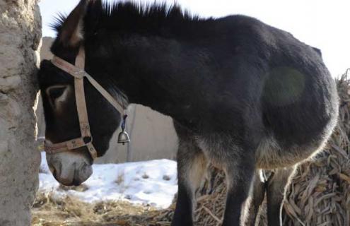 肉驴品种图片大全（驴肉分类详细图片名称）