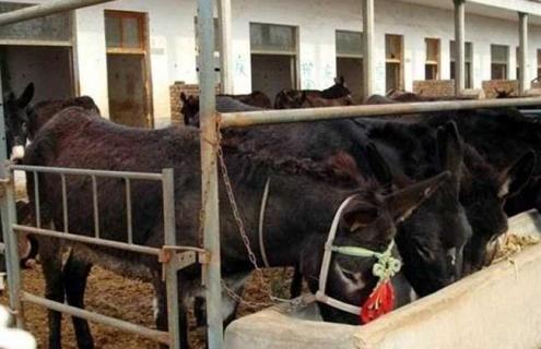 肉驴养殖场建设方法（驴肉养殖基地）