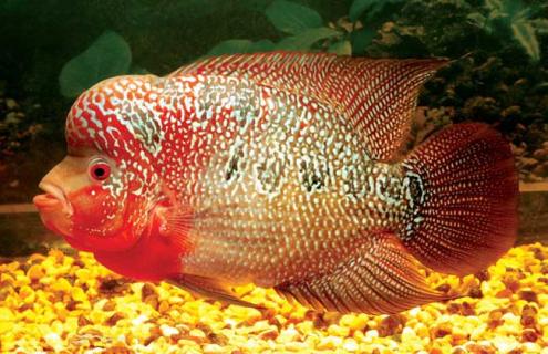 罗汉鱼图片（幻彩罗汉鱼图片）