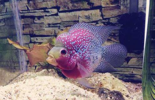 元宝品罗汉鱼图片 元宝罗汉鱼的标准样子