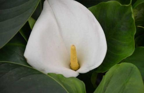 马蹄莲图片 马蹄图片