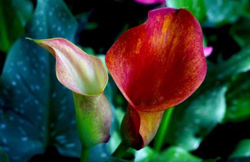 马蹄莲品种图片大全(马蹄莲有多少品种图片)