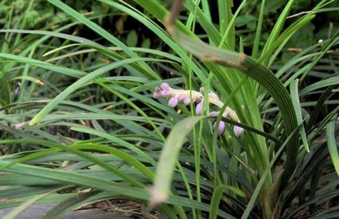 麦冬图片（麦冬图片大全）