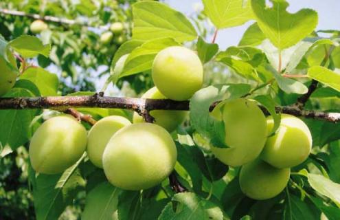 梅子图片 各种梅子图片