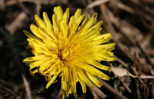 蒲公英图片 蒲公英图片 植物