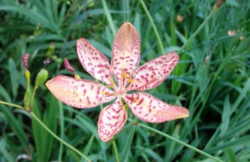 射干图片（射干是什么样子图片）