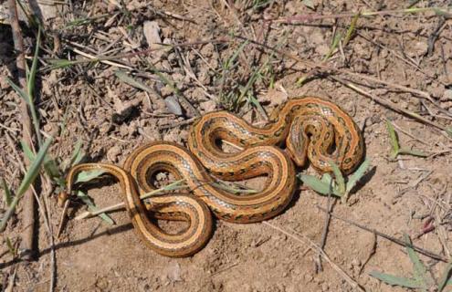 红点锦蛇图片 白条锦蛇和红点锦蛇