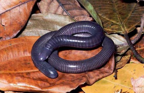 巴西蚯蚓有多大 巴西巨型蚯蚓