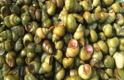 螺蛳吃什么食物（吃螺蛳吃哪里）