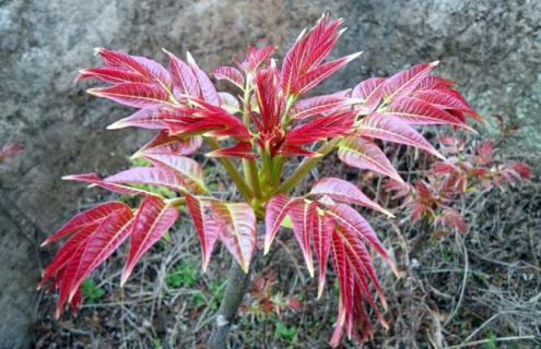 香椿图片（香椿图片大全）