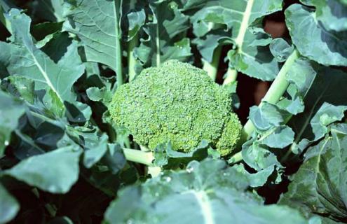 西兰花图片 西兰花图片大全高清图片