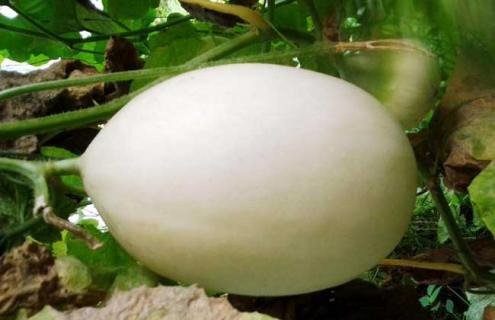 香瓜图片（香瓜图片真实）