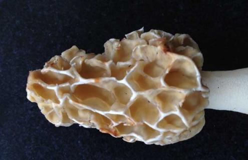 羊肚菌品种图片大全（羊肚菌品种名称）