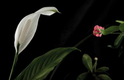 一帆风顺图片 一帆风顺图片微信头像图片