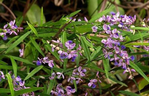 远志图片（中草药远志图片）
