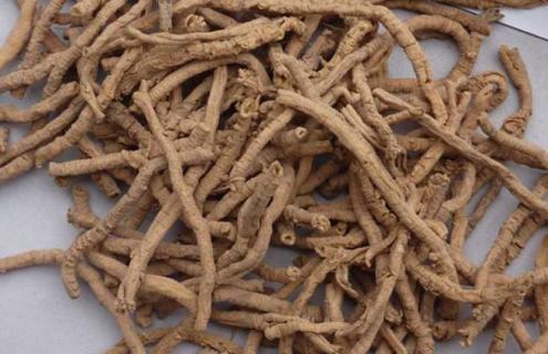 远志种类图片大全（远志的图片大全）