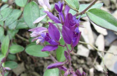 瓜子金图片 瓜子金图片功效作用