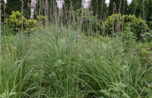 知母图片（知母图片大全高清图片 植物图片）