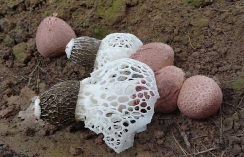 竹荪品种图片大全 竹荪长什么样图片