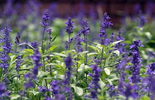 薰衣草图片（薰衣草图片真实照片）