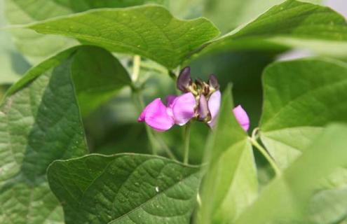 大青芸豆