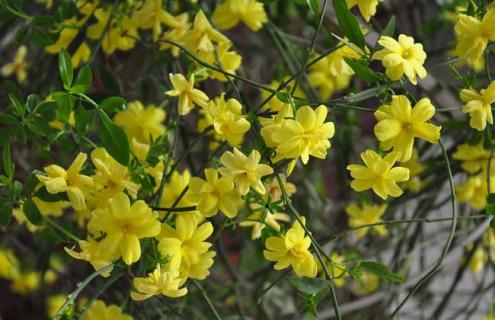 连翘种类图片大全 连翘植物图片