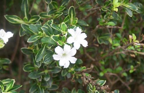 六月雪种类图片大全（六月雪品种图片大全）